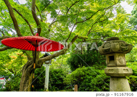 神奈川県鎌倉市 鎌倉宮　～青もみじが映える境内～ 91167916