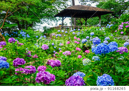 東屋と紫陽花 東屋と紫陽花 91168265