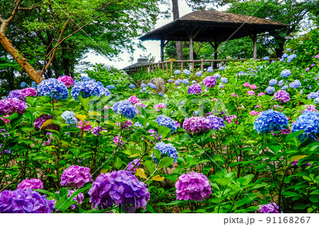 あずまやとアジサイ 91168267