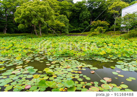 神奈川県鎌倉市 鶴岡八幡宮 ~平家池~ 神奈川県鎌倉市 鶴岡八幡宮 ~平家池~ 91168488