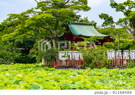 神奈川県鎌倉市 鶴岡八幡宮 ~源氏池と旗上弁財天社~ 神奈川県鎌倉市 鶴岡八幡宮 ~源氏池と旗上弁財天社~ 91168489
