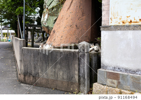 EOSRP.山口岩国、のんきな猫の団らん。 91168494