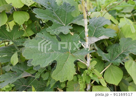 タケニグサの花 タケニグサの花 91169517