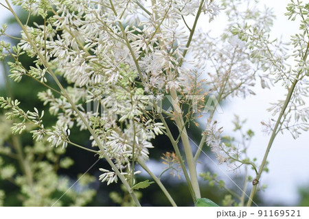タケニグサの花 タケニグサの花 91169521