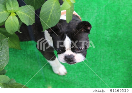 ドックランの青葉の下から人工芝に顔を出してお友達を見ている可愛い愛犬ボストンテリアのマイティ君 91169539