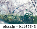 桜の木々をバックに緑が映える 91169643