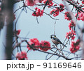 桃の花と青空とシジュウカラ 91169646