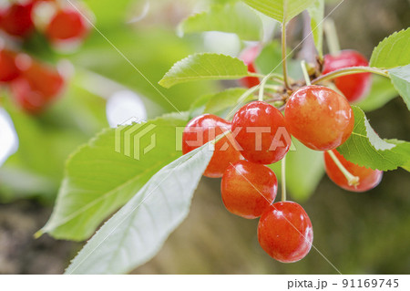 赤く実ったさくらんぼ(佐藤錦) 山形県天童市 赤く実ったさくらんぼ(佐藤錦) 山形県天童市 91169745