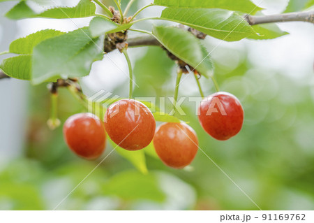 赤く実ったさくらんぼ(佐藤錦) 山形県天童市 赤く実ったさくらんぼ(佐藤錦) 山形県天童市 91169762
