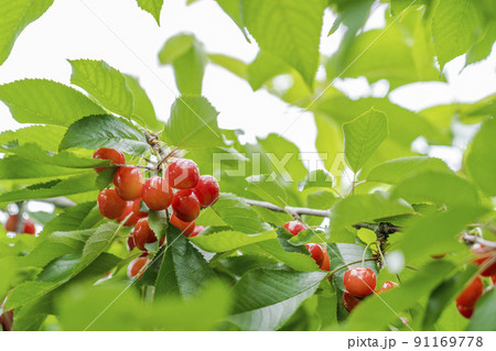 赤く実ったさくらんぼ（佐藤錦）　山形県天童市 91169778