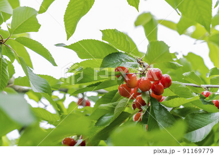 赤く実ったさくらんぼ（佐藤錦）　山形県天童市 91169779