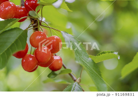 赤く実ったさくらんぼ（佐藤錦）　山形県天童市 91169831