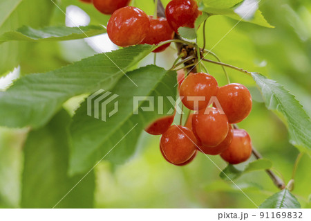 赤く実ったさくらんぼ（佐藤錦）　山形県天童市 91169832