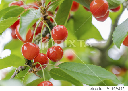 赤く実ったさくらんぼ(佐藤錦) 山形県天童市 赤く実ったさくらんぼ(佐藤錦) 山形県天童市 91169842