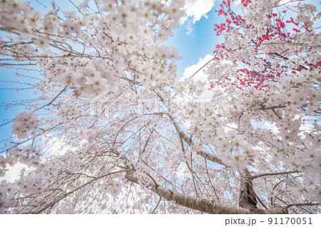 しだれ桜を見上げる しだれ桜を見上げる 91170051