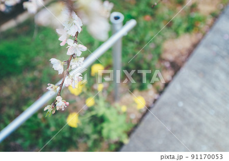 西川花公園の桜 91170053