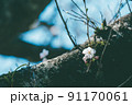 桜の花をシンプルに 91170061
