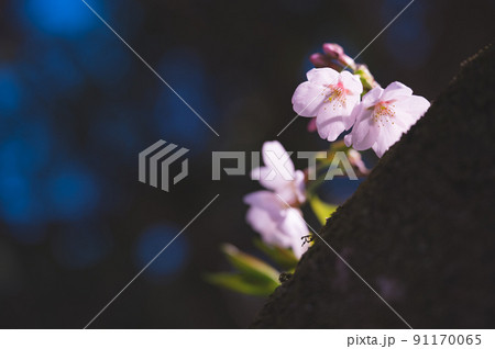 黒背景に桜の花 91170065