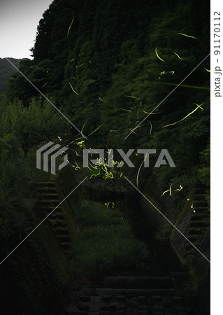 1年に10日間だけ見られるヒメボタルの光の祭典 1年に10日間だけ見られるヒメボタルの光の祭典 91170112