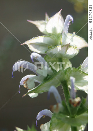 クラリセージ 花 クラリセージ 花 91170385