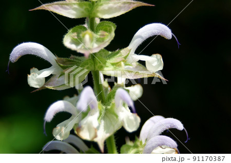 クラリセージ　花 91170387