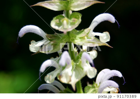 クラリセージ 花 クラリセージ 花 91170389
