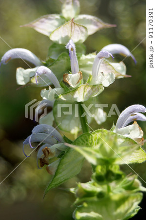 クラリセージ　花 91170391