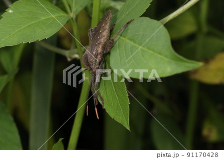 生き物 昆虫 アシブトヘリカメムシ、体長二十五ミリほどのメス。六月半ばの石垣島で 生き物 昆虫 アシブトヘリカメムシ、体長二十五ミリほどのメス。六月半ばの石垣島で 91170428