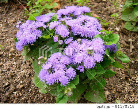 可愛らしいアゲラタムの花 可愛らしいアゲラタムの花 91170519