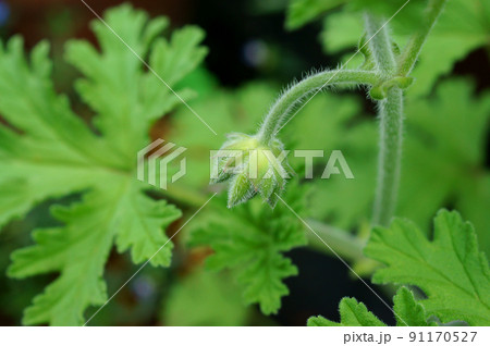 ローズゼラニウム　つぼみ 91170527