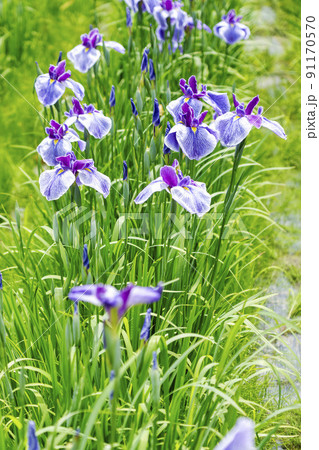 多賀城跡あやめ園　咲きそろった花菖蒲　宮城県多賀城市 91170570