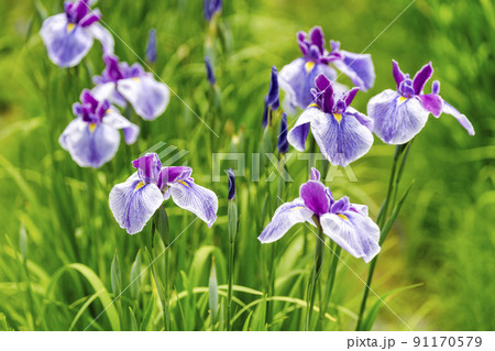 多賀城跡あやめ園 咲きそろった花菖蒲 宮城県多賀城市 多賀城跡あやめ園 咲きそろった花菖蒲 宮城県多賀城市 91170579