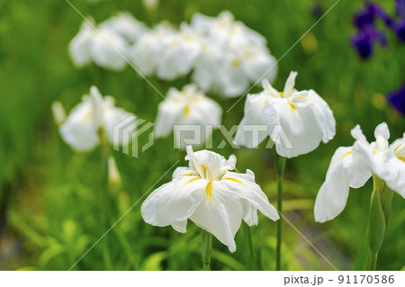 多賀城跡あやめ園　咲きそろった花菖蒲　宮城県多賀城市 91170586