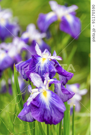 多賀城跡あやめ園 咲きそろった花菖蒲 宮城県多賀城市 多賀城跡あやめ園 咲きそろった花菖蒲 宮城県多賀城市 91170590