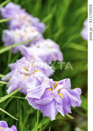 多賀城跡あやめ園 咲きそろった花菖蒲 宮城県多賀城市 多賀城跡あやめ園 咲きそろった花菖蒲 宮城県多賀城市 91170608