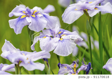 多賀城跡あやめ園 咲きそろった花菖蒲 宮城県多賀城市 多賀城跡あやめ園 咲きそろった花菖蒲 宮城県多賀城市 91170618