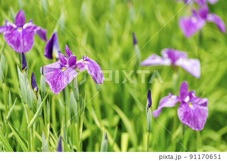 多賀城跡あやめ園　咲きそろった花菖蒲　宮城県多賀城市 91170651