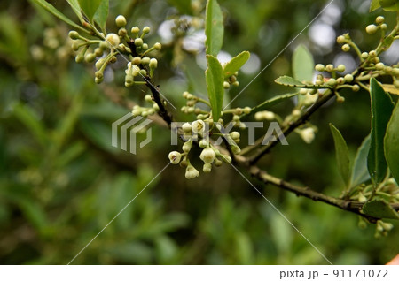 イヌツゲの花 91171072