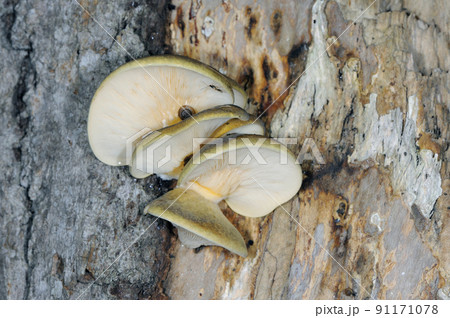 ムキタケ（北海道・知床） 91171078