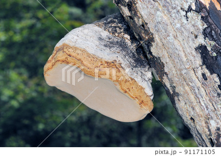 ツリガネタケ（北海道・知床） 91171105