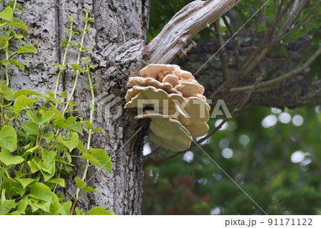 マスタケ（北海道・知床） 91171122
