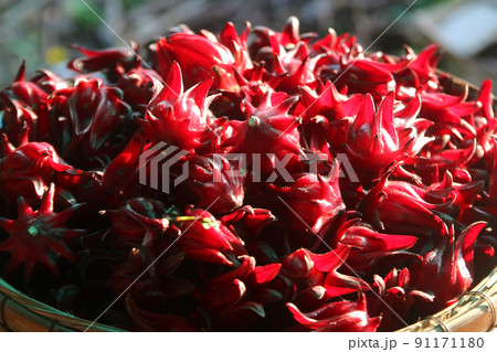 closeup of roselle fruit closeup of roselle fruit 91171180