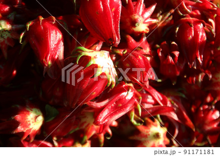 closeup of roselle fruit closeup of roselle fruit 91171181
