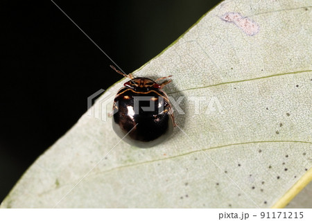生き物　昆虫　ツヤマルカメムシ、艶のある黒に黄色い縁取り。頭部や前胸にも独特の模様があります 91171215