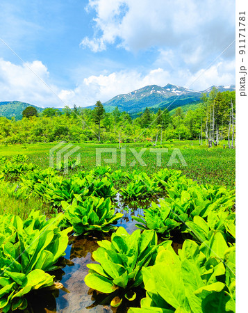 初夏の乗鞍高原（どじょう池と乗鞍岳） 91171781