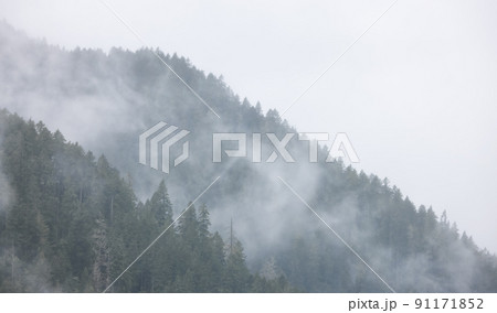 Green Evergreen Trees in a forest on top of a mountain covered in clouds and fog. Green Evergreen Trees in a forest on top of a mountain covered in clouds and fog. 91171852