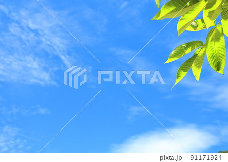夏の空と新緑 91171924