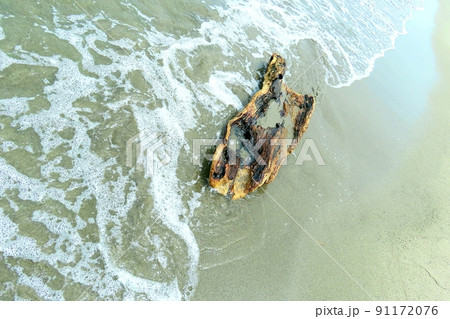 流木 流木 91172076