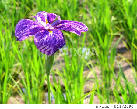 ハナショウブ ハナショウブ 91172090