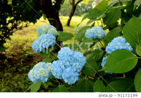 梅雨時の晴れ間に静かに佇むアジサイの花　癒しの道　古河 91172199